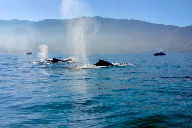 Whale Watching and Los Arcos 5 Islands Adventure - Price and value for $79 in Puerto Vallarta