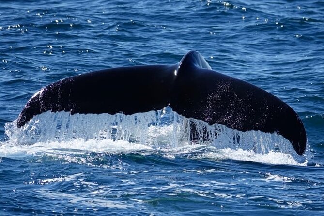 Whale Watching and Marine Life Tour in Reykjavik - How captain talks help you spot whales fast