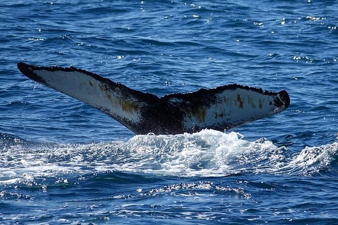 Whale Watching and Marine Life Tour in Reykjavik - Onboard Wi‑Fi photo uploads: a small perk that matters