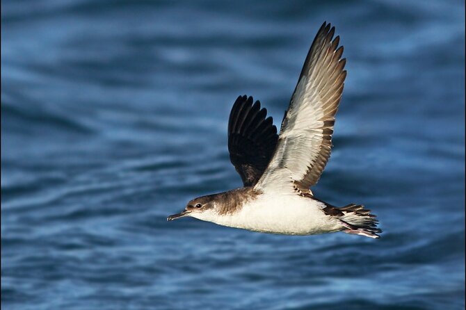 Whale Watching and Marine Life Tour in Reykjavik - What sightings can look like: humpbacks, dolphins, and the timing factor