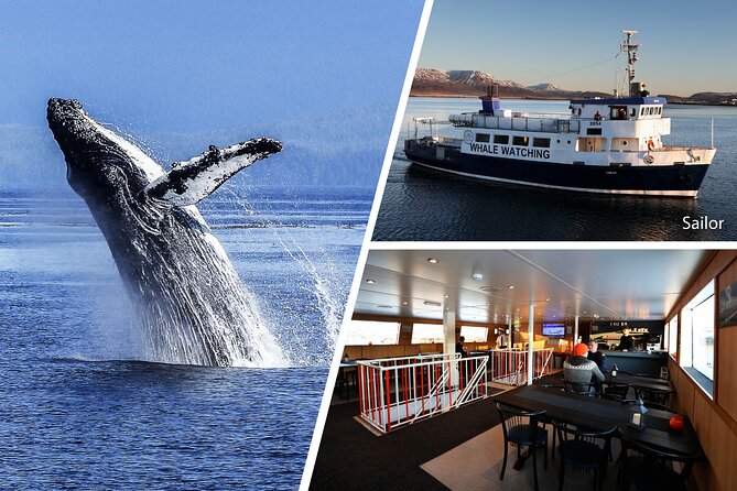 Whale Watching and Marine Life Tour in Reykjavik - When the ethics conversation comes up: distance and approach matter