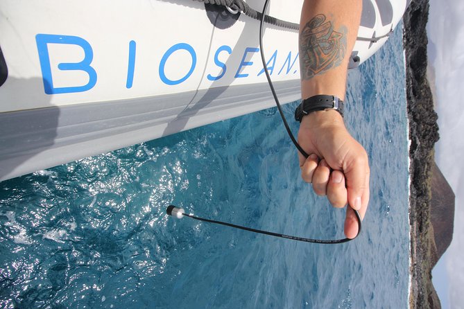 Whale Watching and Marine Science Tour - Where you’re going: Tenerife’s southern waters and the Rasca setting