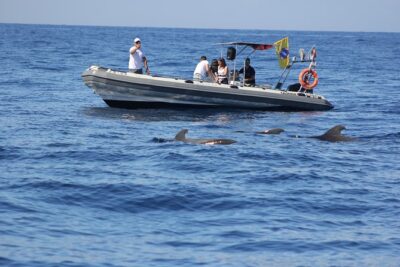 Whale Watching and Marine Science Tour - Price and value: what $90.70 buys you (and what it doesn’t)