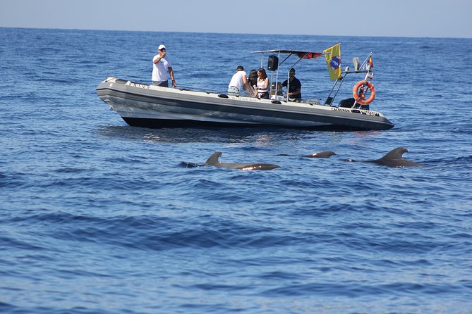 Whale Watching and Marine Science Tour - Price and value: what $90.70 buys you (and what it doesn’t)