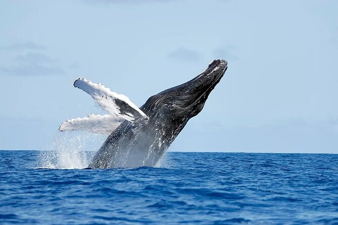Whale watching and Montana Redonda - Key Things I’d Plan For
