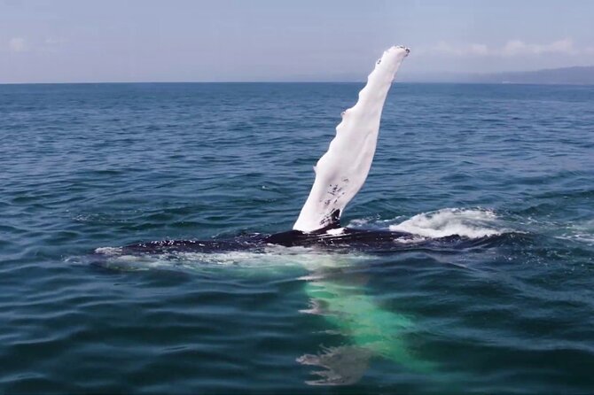 Whale watching and Montana Redonda - When the Whales Put on a Show: Why That Flexible Schedule Helps