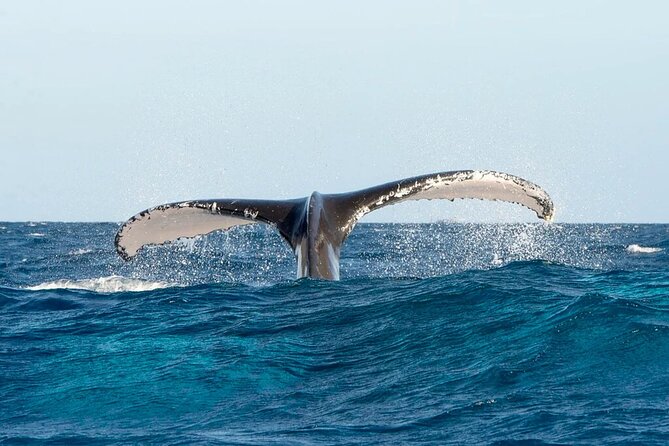 Whale watching and Montana Redonda - Lunch Stop in Miches: A Dominican Meal Break Before the Mountain