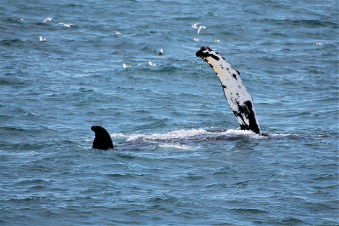 Whale Watching and Northern Lights Half-Day Combo Tour - Key highlights I’d focus on