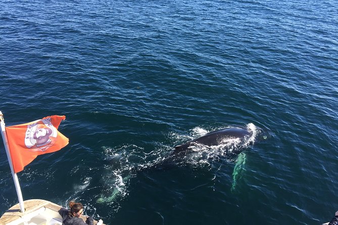 Whale Watching and Northern Lights Half-Day Combo Tour - Whale and Northern Lights Half-Day Combo: what you’re really buying