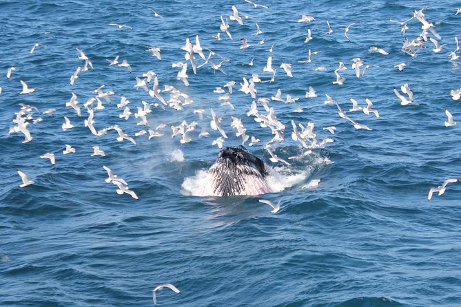Whale Watching and Northern Lights Half-Day Combo Tour - After the water: your break on land before the aurora chase