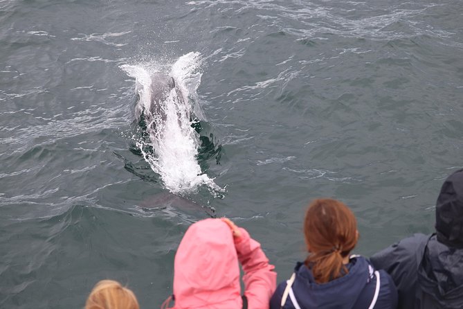 Whale Watching and Northern Lights Half-Day Combo Tour - Price and value: is $176 actually fair?