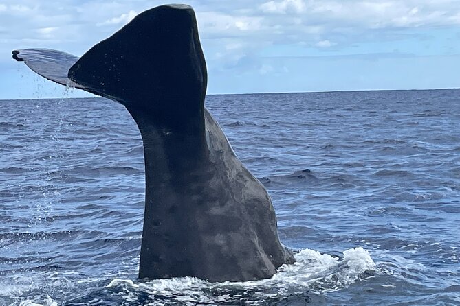 Whale Watching and Private Ocean Safari Experience in Mauritius - Key points before you go