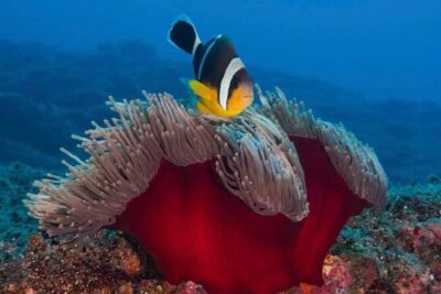 Whale Watching and Private Ocean Safari Experience in Mauritius - From Grande Riviere Noire to offshore waters: the 7:00 am plan