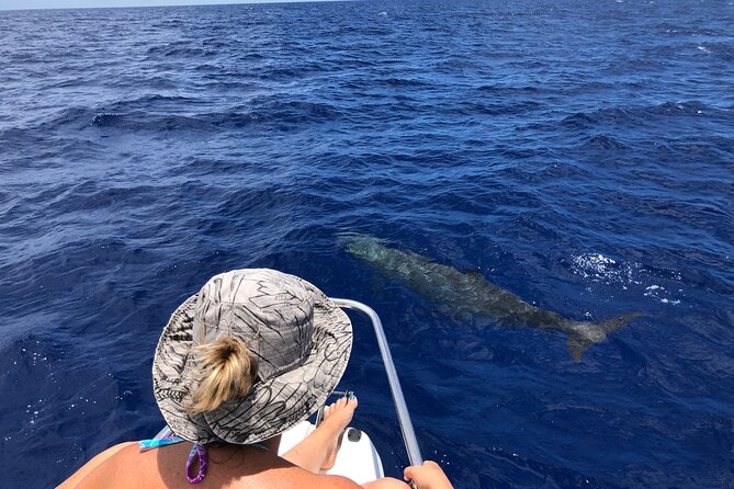 Whale Watching and Private Ocean Safari Experience in Mauritius - Who this Mauritius ocean safari is best for