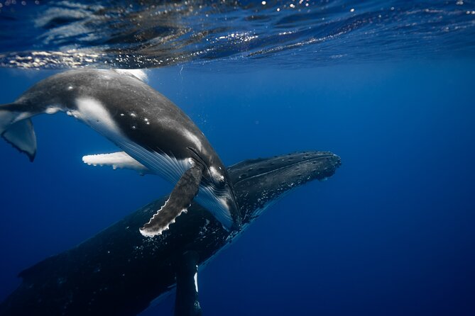 Whale watching and snorkelling in Moorea - Key highlights to know before you go