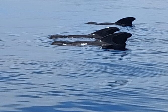 Whale watching and snorkelling in Moorea - Meeting at Quai des croisières and getting your sea legs