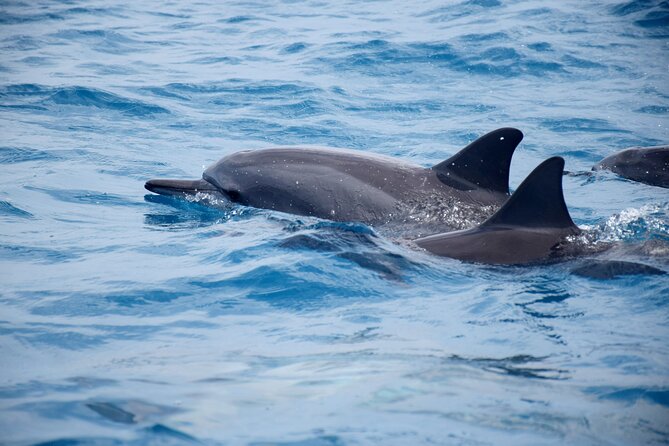 Whale watching and snorkelling in Moorea - Onboard with Captain Christoph: how the search gets done