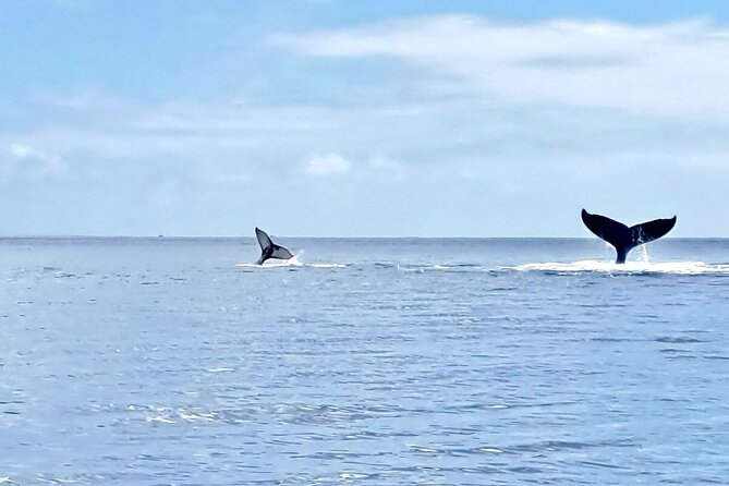Whale watching and snorkelling in Moorea - The Aquatic Guide (Ivy) and the safety briefing that sets expectations