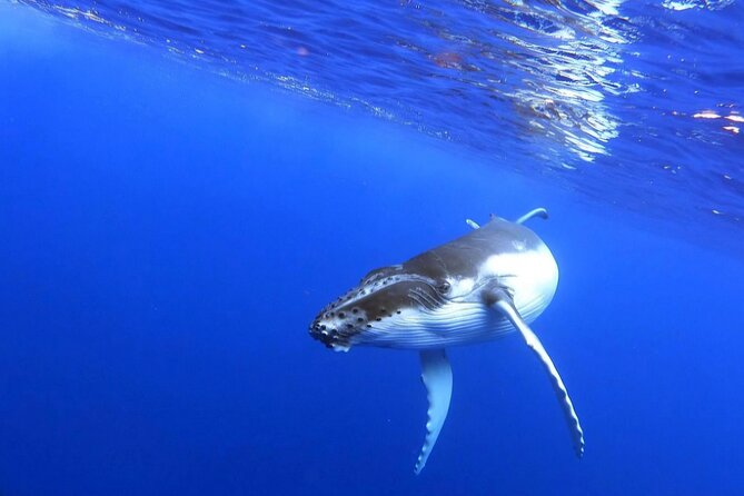 Whale watching and snorkelling in Moorea - Snorkeling rules: when you’ll enter the water, and when you won’t
