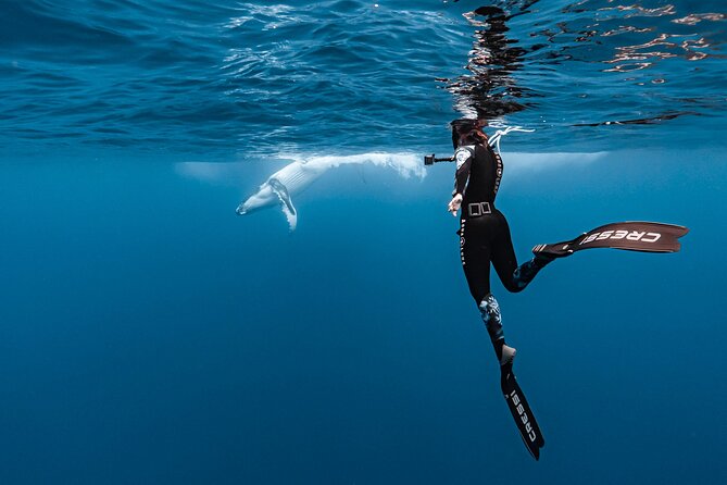 Whale watching and snorkelling in Moorea - Gear and comfort: what you’ll use and what you should bring