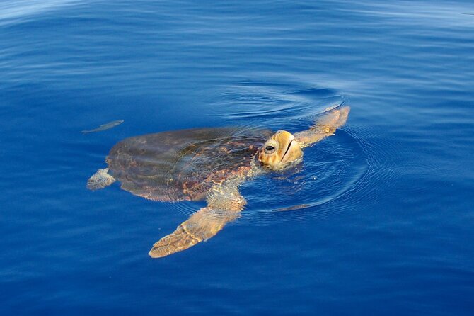 Whale watching and snorkelling in the whale sanctuary - Quick hits to know before you sail