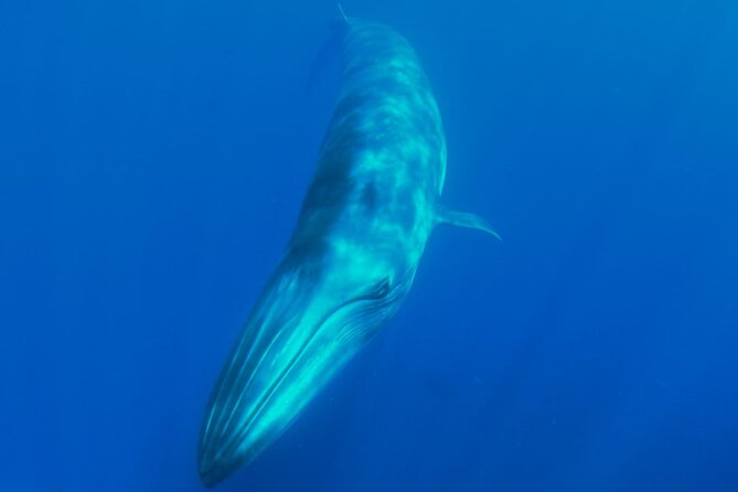 Whale watching and snorkelling in the whale sanctuary - From pilot whales to the Isorana cliffs: how the route works