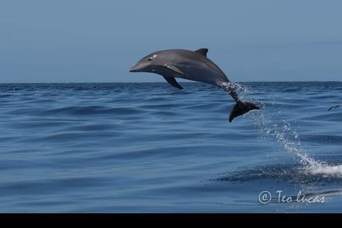 Whale watching and snorkelling in the whale sanctuary - Lunch and drinks on the water: what you actually get for $78.19