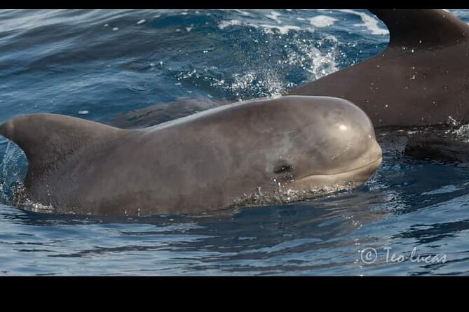 Whale watching and snorkelling in the whale sanctuary - Should you book this Tenerife whale watching and snorkelling tour?