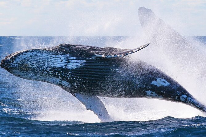 Whale Watching and Sunrise Breakfast Cruise in Honolulu - Timing and the real start-time surprise