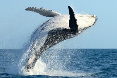 Whale Watching and Sunrise Breakfast Cruise in Honolulu - The onboard breakfast: included fuel with a few expectations