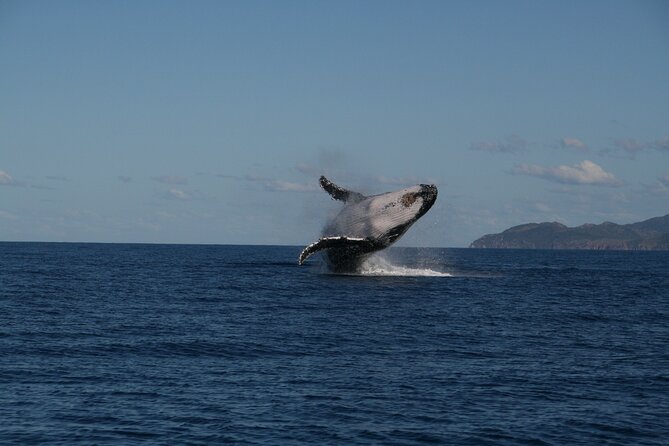 Whale Watching and Wildlife Cruise Townsville and Magnetic Island - Key Points to Know Before You Sail