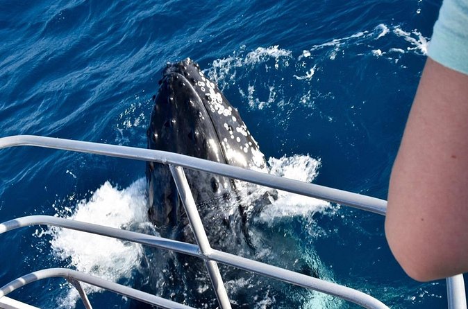 Whale Watching and Wildlife Cruise Townsville and Magnetic Island - Wildlife Beyond Whales: Sea Turtles, Dolphins, and Birds