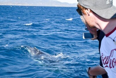 Whale Watching and Wildlife Cruise Townsville and Magnetic Island - Whale Watching Reality Check: Patience Pays Off