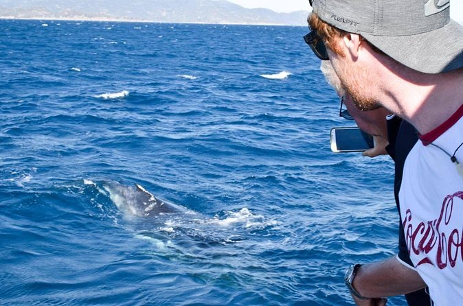 Whale Watching and Wildlife Cruise Townsville and Magnetic Island - Crew Energy: Friendly, Funny, and Focused on Safety
