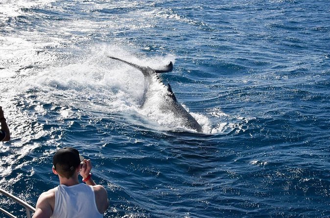 Whale Watching and Wildlife Cruise Townsville and Magnetic Island - Price and Value: Is $121.93 Worth It?