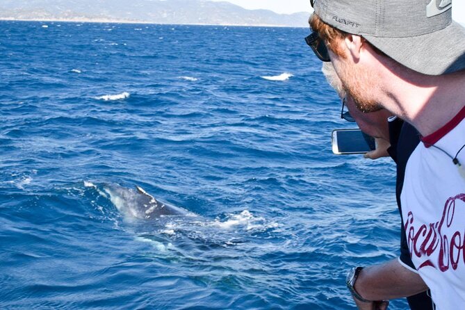 Whale Watching and Wildlife Cruise Townsville and Magnetic Island - Whale Watching Reality Check: Patience Pays Off