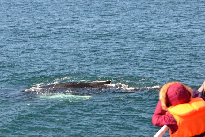 Whale Watching & ATV Adventure from Reykjavik - Key highlights worth planning for