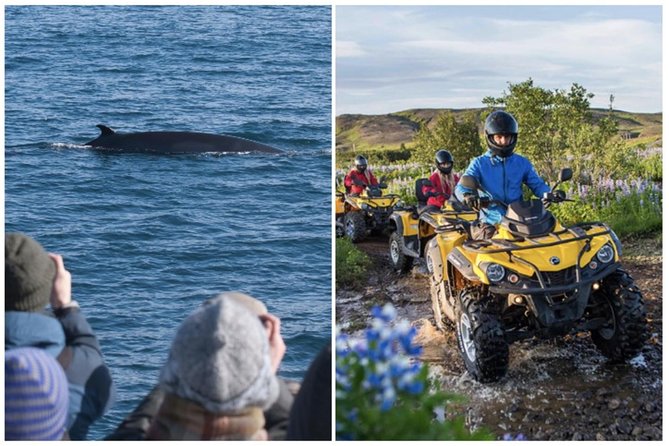 Whale Watching & ATV Adventure from Reykjavik - What you can realistically see: whales, dolphins, and puffins