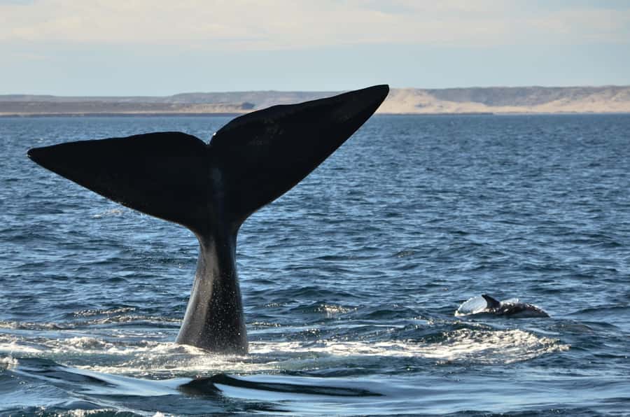 Whale Watching Boat - Key things I’d bank on before you go