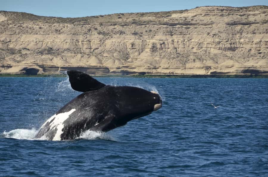 Whale Watching Boat - Puerto Pirámides: why this corner of Chubut works for whale watching