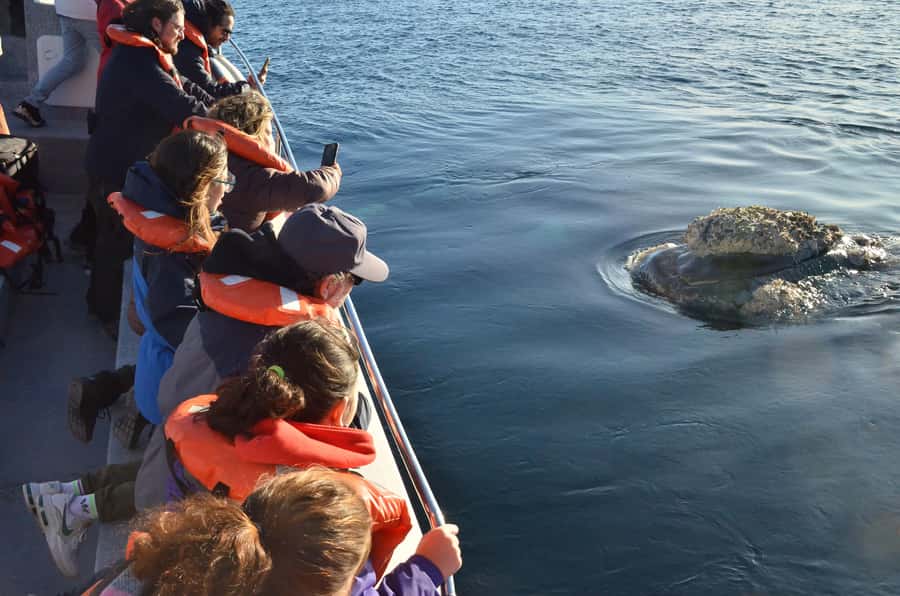 Whale Watching Boat - The real advantage: a whale guide that helps you see behavior, not just bodies