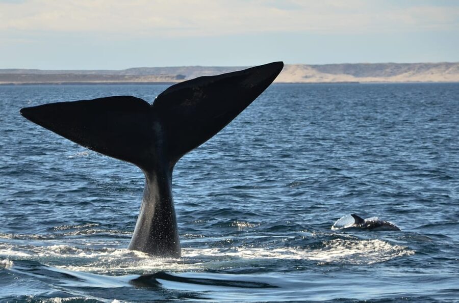 Whale Watching Boat - Boat size, pacing, and who this suits best