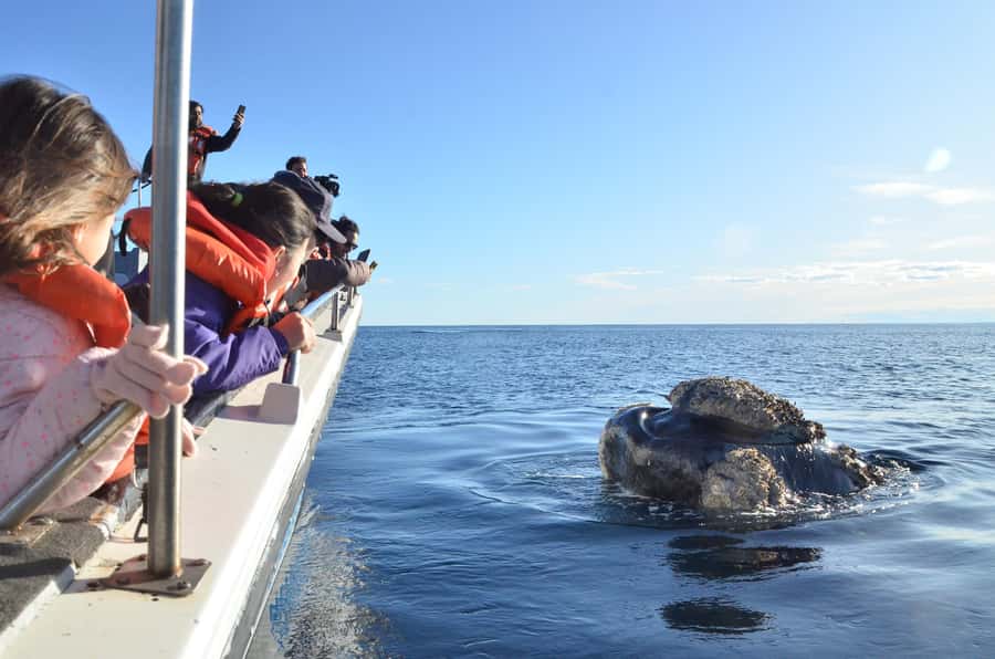 Whale Watching Boat - Weather reality: the one variable you can’t control