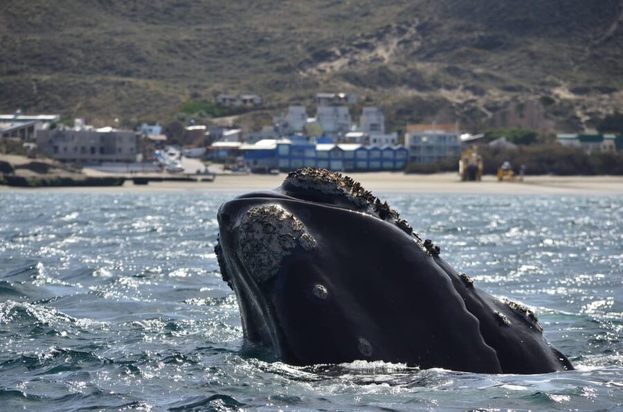 Whale Watching Boat - FAQ
