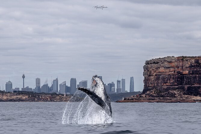 Whale Watching Boat Trip in Sydney - Whale Watching Boat Trip in Sydney: The Quick Take