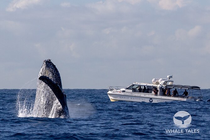 Whale Watching Boat Trip in Sydney - Getting to King Street Wharf and Why the Boat Size Matters