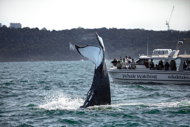 Whale Watching Boat Trip in Sydney - What the Live On-Board Commentary Feels Like in Real Time