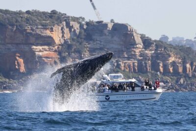 Whale Watching Boat Trip in Sydney - Beyond Sydney Heads: Chasing Humpback Whales Where They Migrate