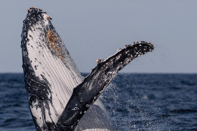Whale Watching Boat Trip in Sydney - Small Group Energy: Photo Moments and Close-Up Viewing
