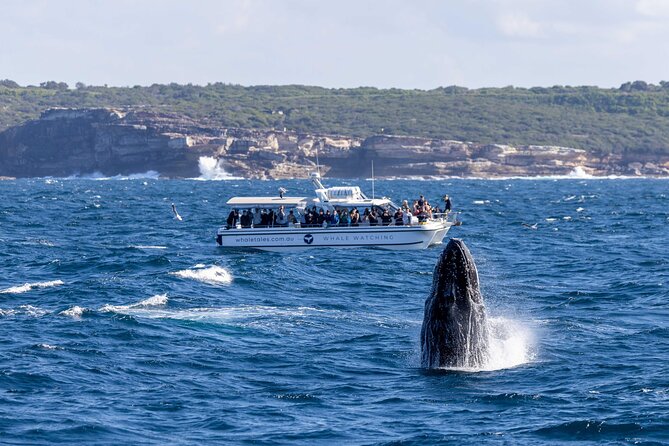 Whale Watching Boat Trip in Sydney - Motion, Weather, and What to Pack So You Can Enjoy It